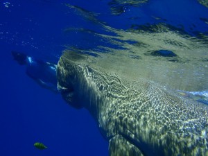 Dugong_3